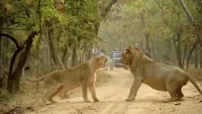 Viral video: Lion and lioness fight; see what happened next