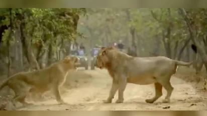 കാട്ടിലെ രാജാവും റാണിയും തമ്മിൽ അടി; വീഡിയോ വൈറല്‍