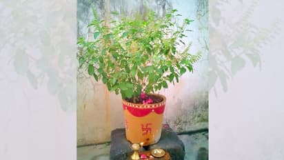 দেবীপক্ষে নিয়ম মেনে বাড়িতে আনুন তুলসী গাছ, সংসারে ফিরবে অর্থনৈতিক উন্নতি