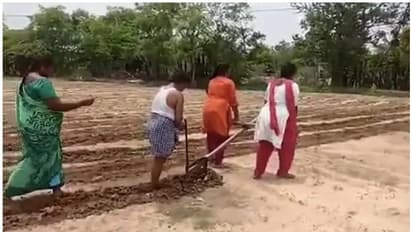 പിതാവിനെ സഹായിക്കാൻ കാളയ്ക്ക് പകരം നിലമുഴുത പെൺകുട്ടികൾ; വിദ്യാഭ്യാസചെലവ് ഏറ്റെടുക്കുമെന്ന് ചന്ദ്രബാബു നായിഡു