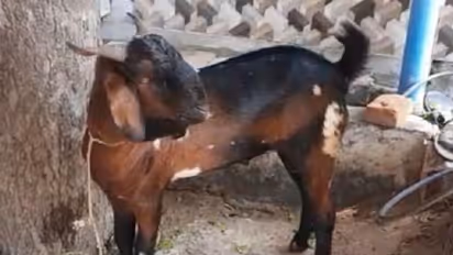 ಆಡು ಸಾಕಣೆಯಲ್ಲಿ ಕ್ರಾಂತಿ ಮಾಡಿದ ಶ್ರೀನಿವಾಸ್‌ ಯಶೋಗಾಥೆ