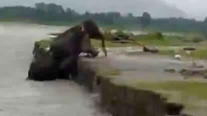 ২৯ সেকেন্ডের হাতির ক্লিপ ভাইরাল নেট দুনিয়ায়, কী আছে যা মন কেড়েছে নেটিজেনদের
