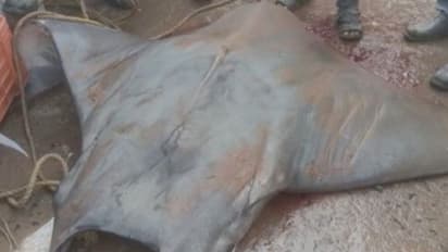 দিঘায় ধরা পড়ল ৮০০ কেজির বিরল মাছ, দাম উঠল ৩২০০০ টাকা