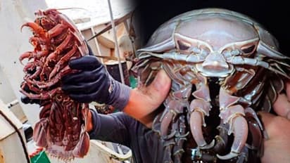 দেড়ফুটেরও বেশি বড় - আরশোলা না রাক্ষস, কাঠের মতো শক্ত দেহে রয়েছে ৭ জোড়া ঠ্যাং