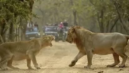 'സിങ്കപ്പെണ്ണു'മായി തല്ലുപിടിക്കുന്ന സിംഹം; ഗിര് വനത്തില്നിന്ന് അപൂര്വ്വ കാഴ്ച