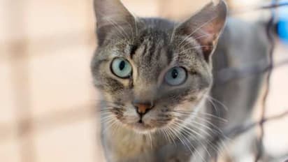 യുകെയില്‍ വളര്‍ത്തുപൂച്ചയ്ക്ക് കൊവിഡ്; ഉടമസ്ഥനില്‍ നിന്ന് പകര്‍ന്നതെന്ന് വിദഗ്ധര്‍