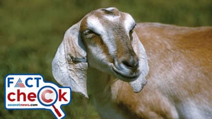 മാസ്ക് ധരിക്കാത്തതിന് യുപിയില് ആടിനെ അറസ്റ്റ് ചെയ്തോ? വാര്ത്തയിലെ വാസ്തവം