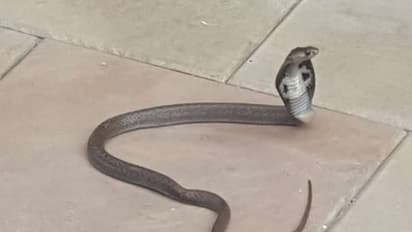 ಕಲಬುರಗಿ: ಹಾವು ಕಚ್ಚಿ ಇಬ್ಬರು ರೈತರ ಸಾವು