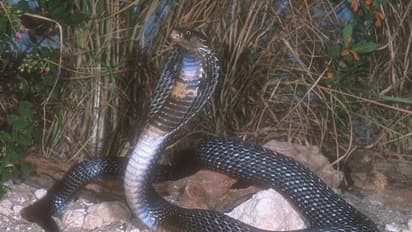 ভাইয়ের মৃত্যুর সাপের ছোবল দাদাকেও, আতঙ্কে বাড়ি ছাড়লেন পরিবারের সদস্যরা