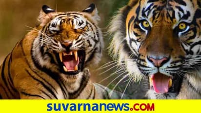 ಹುಲಿ ಸಂಸತಿ ಆರೋಗ್ಯಕರ ಜೀವ ವೈವಿಧ್ಯತೆಯ ಸಾರ