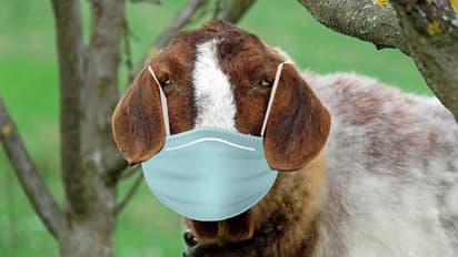 দেশের ভয়াবহ করোনা পরিস্থিতিতে মাস্ক ছাড়া রাস্তায়, যোগী রাজ্যে ছাগলকে গ্রেফতার করল পুলিশ