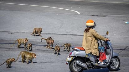 విషాదం: కోతుల దాడిలో బాలింత మృతి