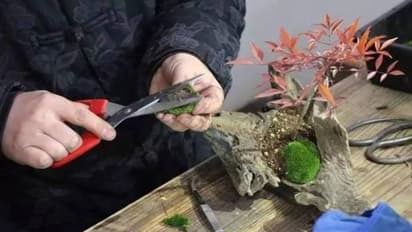 ചെടികളിലെ രോഗങ്ങള് മനുഷ്യര്ക്ക് പകരുമോ?