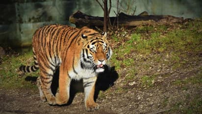 বিশ্ব বাঘ দিবস, ২০২২ সালের মধ্যে দেশে বাঘের সংখ্যা দ্বিগুণ করার লক্ষ্যে ভারত