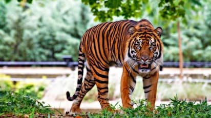 জঙ্গলে টেনে নিয়ে গেল বাঘ, সুন্দরবনে মৎসজীবীর মৃত্যু