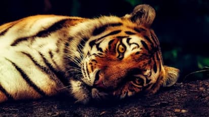 കടുവകളെ കൊന്ന് കുഴിച്ചുമൂടിയെന്ന് ആരോപണം; പുല്ലങ്കോട് റബ്ബര് എസ്റ്റേറ്റ് മാനേജമെന്റിനെതിരെ ജീവനക്കാരന്