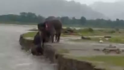 ഒഴുക്കില് പെട്ട കുട്ടിയാനകള്, രക്ഷയ്ക്കായി അമ്മയുടെ ശ്രമം; വൈറലായ വീഡിയോ...