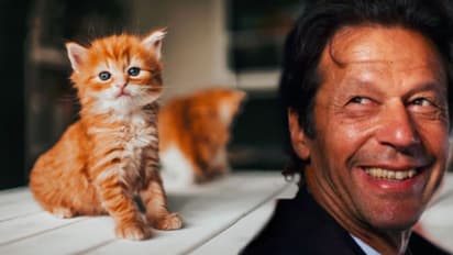 টানা ধর্ষণে মৃত্যু হল বিড়াল ছানার, মহিলা ও নাবালিকাদের পর পাক পুরুষদের নয়া শিকার পশু