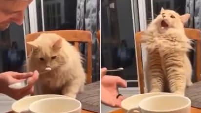 ആദ്യമായി ഐസ്‌ക്രീം നുണയുന്ന പൂച്ച; വീഡിയോയുടെ പേരില്‍ തമ്മിലടി