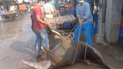 ഒരു മീനിന്റെ വില 50,000; ഞെട്ടണ്ട, ചില്ലറക്കാരനല്ല ഈ മീന്...