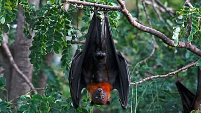 করোনার মতো আরও ভয়ানক ভাইরাস ছড়াতে পারে চিনা বাদুড়, নয়া গবেষণায় বাড়ল উদ্বেগ