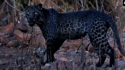 এবার ভাইরাল অভিষেকের এক বছর আগের তোলা ছবি, ব্ল্যাক প্যান্থারে মজে রয়েছে নেটদুনিয়া