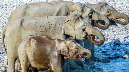 ৭২ সেকেন্ডের ভিডিওটি মন দিয়ে দেখুন, আর বলুনতো দেখি ফ্রেমে কটি হাতি রয়েছে