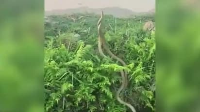 ഇണയ്ക്ക് വേണ്ടി പൊരിഞ്ഞ പോരാട്ടത്തില് രണ്ട് ഭീമന് പാമ്പുകള്; വീഡിയോ