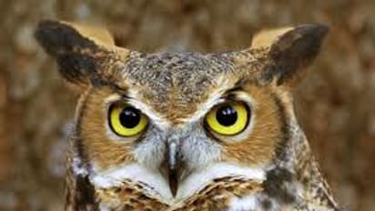 இந்த விஷயங்கள் உங்கள் வீடுகளில் இல்லாமல் பார்த்துக் கொள்ளுங்கள் மக்களே..!! மீறினால் இந்த ஆபத்துக்கள் நேருமாம்.