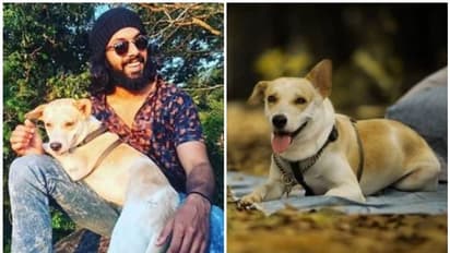 'വീരനെ കാണാനില്ല' ; കണ്ടെത്തുന്നവർക്ക് 20,000 രൂപ പ്രതിഫലം നൽകുമെന്ന് അക്ഷയ്