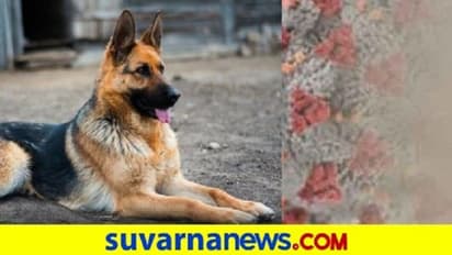 ಫಲಿಸಲಿಲ್ಲ ಪ್ರಾರ್ಥನೆ; ಕೊರೋನಾ ದೃಢಪಟ್ಟ ಮೊದಲ ನಾಯಿಗೆ ದಯಾಮರಣ!