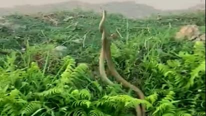 ভাইরাল দুটি সাপের ভিডিও পোস্ট করে প্রচলিত ধারনা শুধরে দিলেন আধিকারিক, দেখেনিন সেই জনপ্রিয় ভিডিও