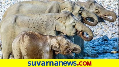 ಸಿಡಿಲು ಬಡಿದು ಒಂದೇ ಕಡೆ 18 ಆನೆಗಳು ದುರಂತ ಸಾವು