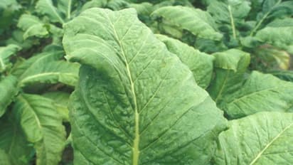 പുകയിലയില് നിന്ന് കൊവിഡ് വാക്സിന്; മനുഷ്യരില് പരീക്ഷിക്കാനൊരുങ്ങി കമ്പനി