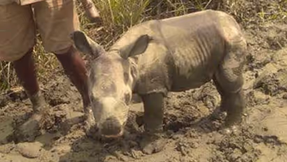 പ്രളയത്തില്‍ തനിച്ചായി നാല് ദിവസം മാത്രം പ്രായമുള്ള കുഞ്ഞന്‍ കാണ്ടാമൃഗം...