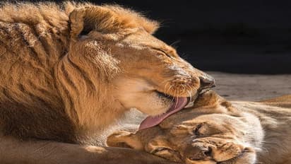 ಓಡಾಡಿಕೊಂಡಿದ್ದ ಸಿಂಹಗಳಿಗೂ ಕೊರೋನಾ.. ಪ್ರಾಣಿಗಳನ್ನು ಬಿಡಲ್ಲ!