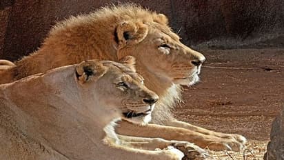 Lions Escape At Singapore Airport: ವಿದೇಶಕ್ಕೆ ಸಾಗಿಸುತ್ತಿದ್ದಾಗ ವಿಮಾನ ನಿಲ್ದಾಣದಿಂದ ತಪ್ಪಿಸಿಕೊಂಡ ಸಿಂಹಗಳು!