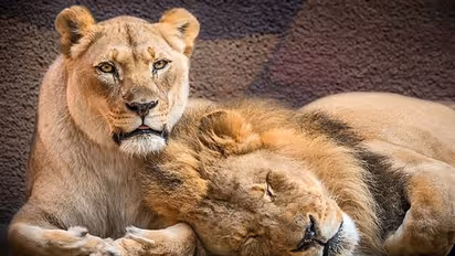 আজ  বিপন্ন প্রজাতির তালিকায় পশুরাজ, আন্তর্জাতিক সিংহ দিবসে জানুন বনের  রাজাকে নিয়ে নানা চমকপ্রদ তথ্য