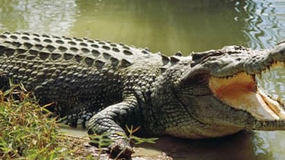 తప్పిన ప్రమాదం... పులిచింతల ప్రాజెక్టులోంచి మొసలి బయటకు (వీడియో)