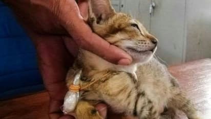 ലഹരിക്കടത്തില് പിടിയിലായ പൂച്ച; പൊലീസിന്റെ കണ്ണുവെട്ടിച്ച് ജയില് ചാട്ടവും