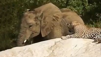 গজরাজ কি মন কাড়ল চিতাবাঘের, ২৬ সেকেন্ডের ভাইরাল ভিডিও নিয়ে কী বলেছে নেটদুনিয়া