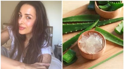 കറ്റാര്വാഴ ജെല് ഉപയോഗിക്കൂ, ചര്മ്മത്തെ സംരക്ഷിക്കാം; മലൈക അറോറ പറയുന്നു