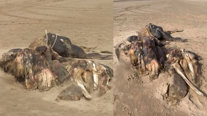 തീരത്തടിഞ്ഞ കൂറ്റൻ അജ്ഞാത ജീവി; അമ്പരന്ന് നാട്ടുകാരും ഗവേഷകരും