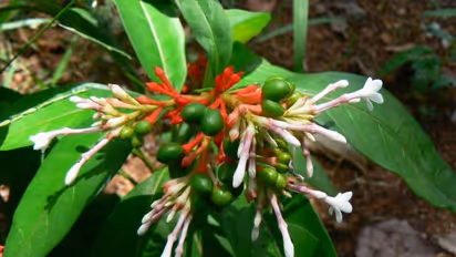 വേരുകളില് ഔഷധഗുണമുള്ള സര്പ്പഗന്ധി; വംശനാശം സംഭവിക്കുന്ന ഔഷധസസ്യം