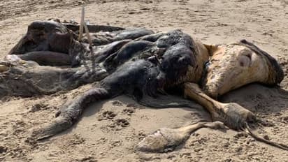 সৈকতে উদ্ধার রহস্যময় প্রাণীর দেহ, মনস্টার না ম্যামথ- ভাইরাল ছবি ঘিরে নেট তরজা শুরু