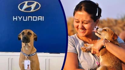 খোদ কলকাতার বুকে হুন্ডাইয়ের শোরুমে কর্মী এক সারমেয়, স্বস্তিকারে পোস্ট মুহূর্তে ভাইরাল