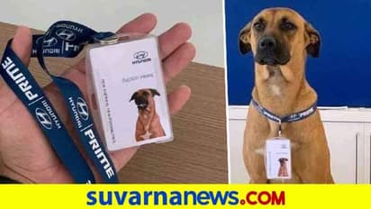 ಹ್ಯುಂಡೈ ಶೋರೂಂ ಸೇಲ್ಸ್‌ಮೆನ್ ಆಗಿ ಬೀದಿ ನಾಯಿ ನೇಮಕ; ಸಂಚಲನ ಮೂಡಿಸಿದೆ ಹೃದಯ ಸ್ಪರ್ಶಿ ಘಟನೆ