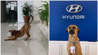 ഹ്യുണ്ടായി കമ്പനിയുടെ മുത്ത്; ടാഗ് ധരിച്ച ഇവൻ ചില്ലറക്കാരനല്ല