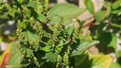 പച്ചോളിയില് നിന്നും എണ്ണ വേര്തിരിച്ചെടുക്കാം; വ്യാവസായികാടിസ്ഥാനത്തില് കൃഷി ചെയ്താല് വന്ലാഭം