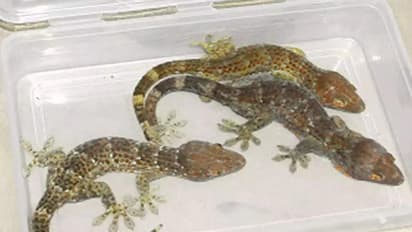 ಇಡ್ಲಿ ಸಾಂಬಾರ್‌ ಜೊತೆ ತಟ್ಟೆಯಲ್ಲಿ ಹೊಳೆಯುತ್ತಿತ್ತು ಹಲ್ಲಿಯ ಕಣ್ಣು..! ಲಾಕ್‌ಡೌನ್ ನಂತ್ರ ಹೋಟೆಲ್ ಅವಸ್ಥೆ ಇದು